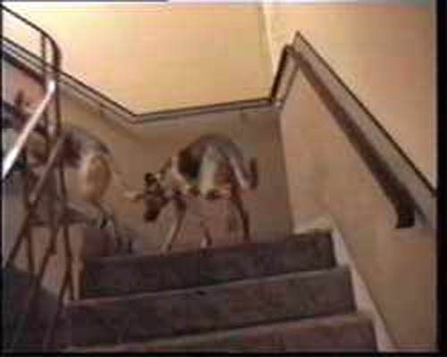 All squats have dogs