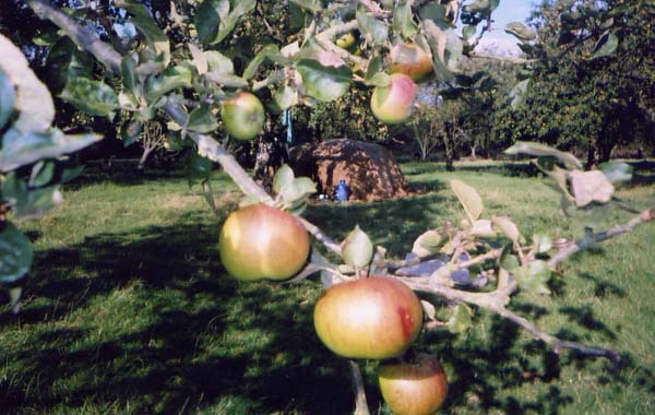 Site pictures - Kent 2004 - photo by Mary O'Brien